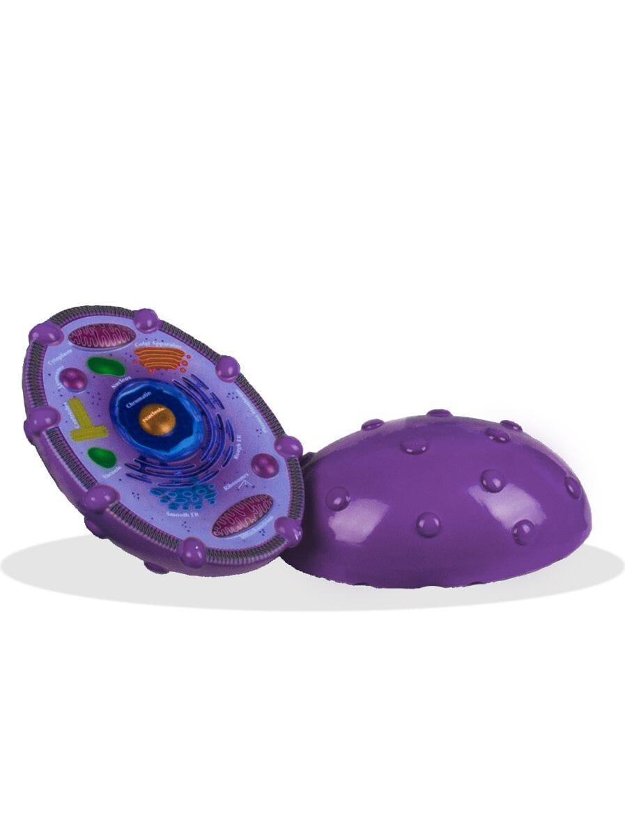 Animal Cell Model  - Bridges Canada